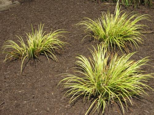 Многолетние травы для сада. Особенности подбора