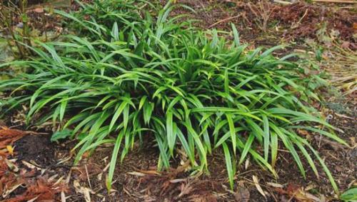 Низкорослая трава декоративная. Полевица побегоносная 16 Низкорослая трава декоративная. Полевица побегоносная 16