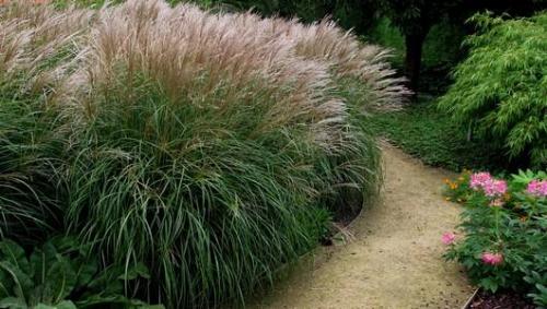 Низкорослая трава декоративная. Полевица побегоносная 12 Низкорослая трава декоративная. Полевица побегоносная 12