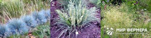 Низкорослая трава декоративная. Полевица побегоносная 27 Низкорослая трава декоративная. Полевица побегоносная 27