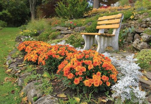 Хризантема корейская метеорит. Что собой представляют корейские хризантемы