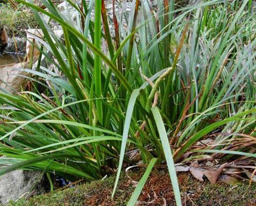 Низкорослая трава декоративная. Полевица побегоносная 13 Низкорослая трава декоративная. Полевица побегоносная 13