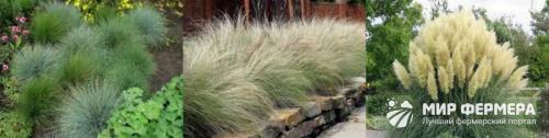 Низкорослая трава декоративная. Полевица побегоносная 26 Низкорослая трава декоративная. Полевица побегоносная 26
