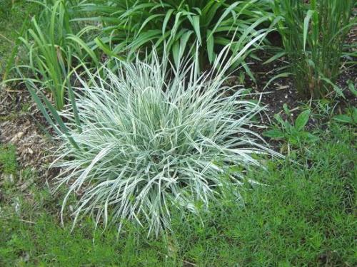 Низкорослая трава декоративная. Полевица побегоносная 18 Низкорослая трава декоративная. Полевица побегоносная 18