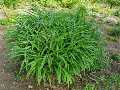 Низкорослая трава декоративная. Полевица побегоносная 20 Низкорослая трава декоративная. Полевица побегоносная 20