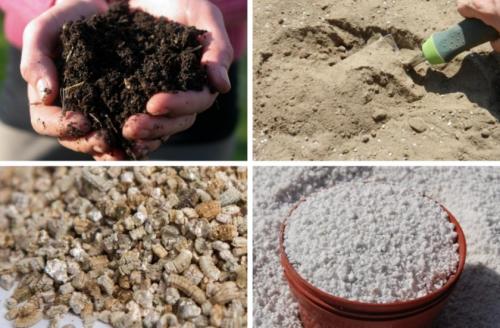 Декоративная трава елочка. Как правильно посадить ель