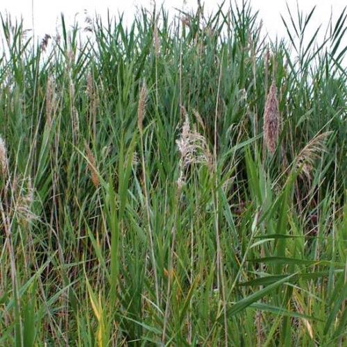 Низкорослая трава декоративная. Полевица побегоносная 21 Низкорослая трава декоративная. Полевица побегоносная 21