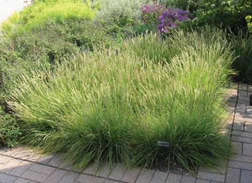 Многолетние травы для сада. Особенности подбора