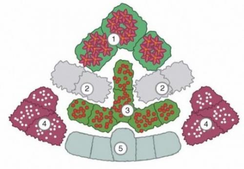 Готовые схемы и проекты клумб.
