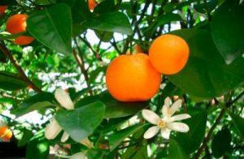 Клементин из косточки. Что мы знаем о знаменитом мандарине