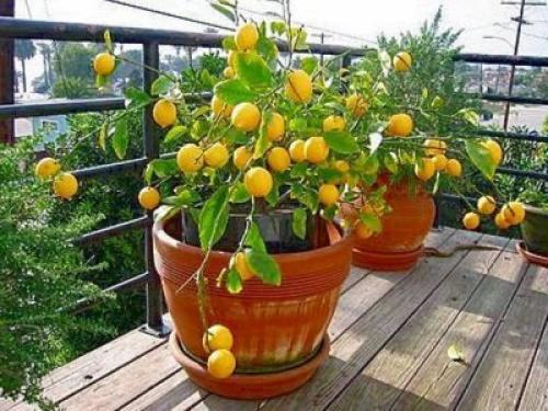 Лимонное дерево. Домашний лимон: уход в домашних условиях и фото