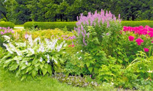 Солнечная клумба из многолетников. Пронзительная симфония красок: потрясающий этюд из многолетников для солнечных мест