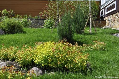 Миксбордер с лилейниками. Кустарниковый 08