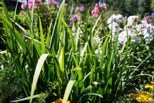 Миксбордер с лилейниками. Кустарниковый 02
