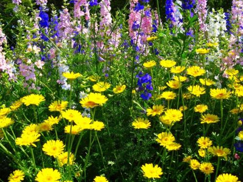 Оформление клумб на дачном участке. Клумба с многолетниками – разновидности