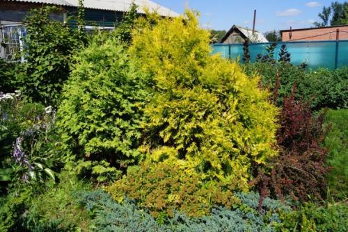 Миксбордер с лилейниками. Кустарниковый 05