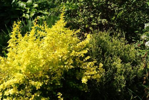 Миксбордер с лилейниками. Кустарниковый 03