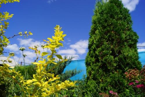 Миксбордер с лилейниками. Кустарниковый 06