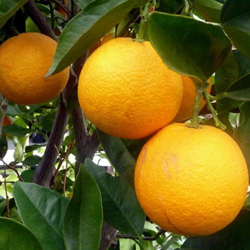 Картинки апельсин. Апельсин — выращивание, хранение, польза и противопоказания + 101 фото