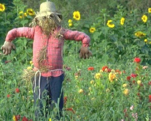 Картинка чучело огородное для детей. Секрет эффективного пугала