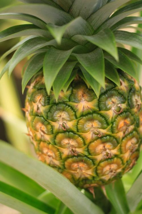 Картинки ананас. Ананас — характеристики плода и места созревания + 84 фото