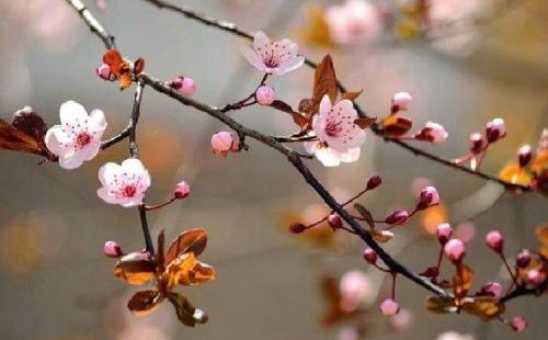 Когда лучше сажать косточковые деревья весной или осенью. Какие деревья и кустарники лучше сажать осенью и почему? 06 Когда лучше сажать косточковые деревья весной или осенью. Какие деревья и кустарники лучше сажать осенью и почему? 06