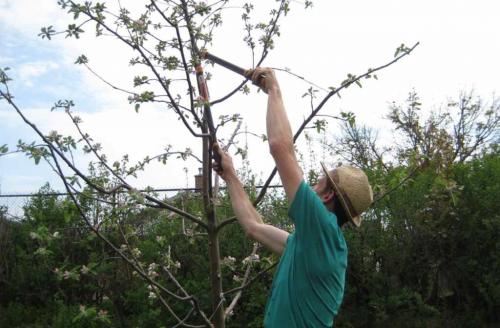 Когда лучше сажать косточковые деревья весной или осенью. Какие деревья и кустарники лучше сажать осенью и почему? 10 Когда лучше сажать косточковые деревья весной или осенью. Какие деревья и кустарники лучше сажать осенью и почему? 10