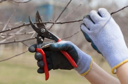 Когда лучше сажать косточковые деревья весной или осенью. Какие деревья и кустарники лучше сажать осенью и почему? 09 Когда лучше сажать косточковые деревья весной или осенью. Какие деревья и кустарники лучше сажать осенью и почему? 09