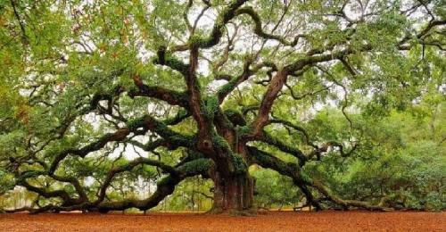 Когда лучше сажать косточковые деревья весной или осенью. Какие деревья и кустарники лучше сажать осенью и почему? 08 Когда лучше сажать косточковые деревья весной или осенью. Какие деревья и кустарники лучше сажать осенью и почему? 08