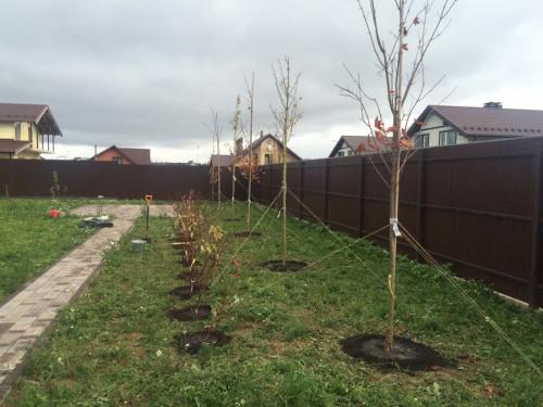 Какие деревья можно сажать возле дома а какие нельзя. Деревья возле дома — виды которые можно и нельзя сажать. 100 фото лучших вариантов для посадки