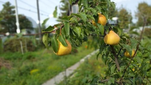 Можно ли осенью сажать деревья. Какие деревья и кустарники лучше сажать осенью и почему? 09