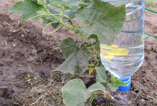 Капельный полив для теплицы своими руками из полипропилена. Как сделать капельный полив из ПВХ труб