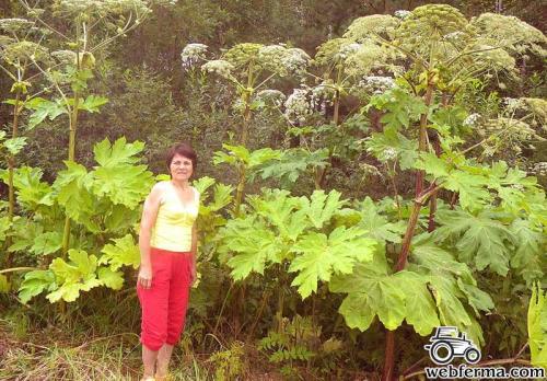 Борщевик сосновского, как бороться. Хотели, как лучше 01 Борщевик сосновского, как бороться. Хотели, как лучше 01