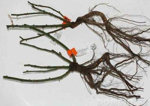 Какие кустарники можно посадить осенью. Какие деревья и кустарники лучше сажать осенью и почему? 21 Какие кустарники можно посадить осенью. Какие деревья и кустарники лучше сажать осенью и почему? 21