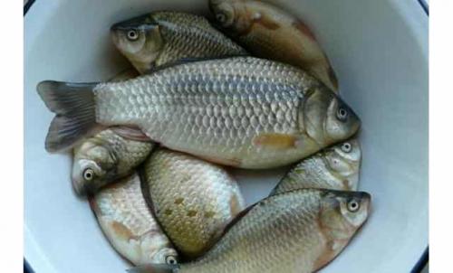 Рыбы для пруда на даче. Неубиваемая рыба, без которой нет ни одного пруда – она даже в луже живёт