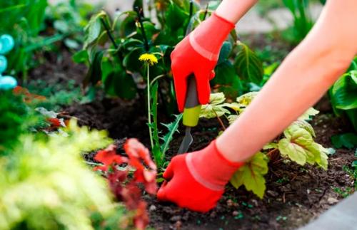 Сорняки в огороде, как избавиться. 10 народных средств от сорняков 07