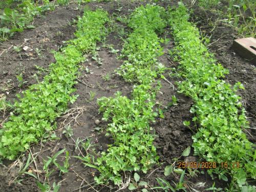 Сорняки в огороде, как избавиться. 10 народных средств от сорняков