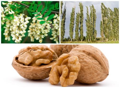 Борьба с колорадским жуком. Народные методы