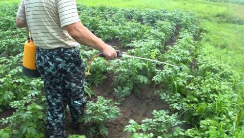 Борьба с колорадским жуком. Народные методы