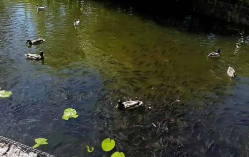 Рыбы для пруда на даче. Неубиваемая рыба, без которой нет ни одного пруда – она даже в луже живёт