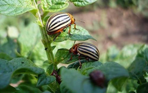 Борьба с колорадским жуком. Народные методы 04