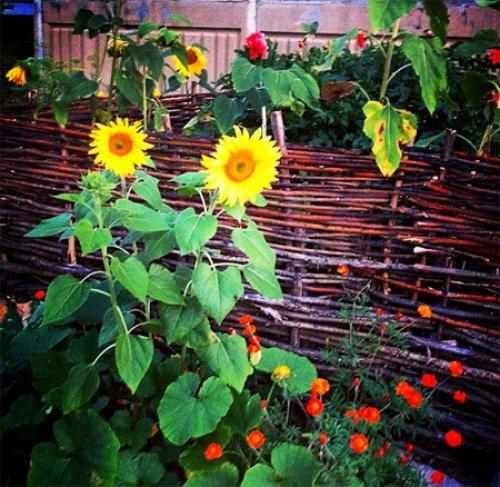 Что посадить на даче, чтобы не ухаживать. Что бы такое посадить, чтобы не ухаживать?