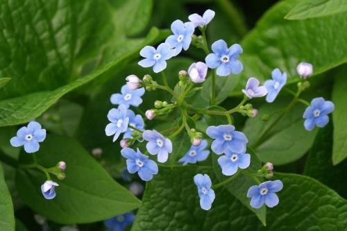 Цветы на даче для ленивых. Самые неприхотливые цветы для дачи: фото и названия