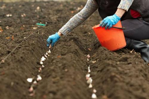 Что садят на даче осенью. Посадка культур под зиму, что лучше посадить осенью на огороде