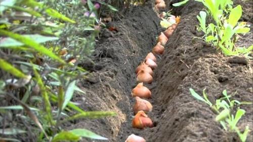 Что посадить в огороде осенью. Посадка культур под зиму, что лучше посадить осенью на огороде