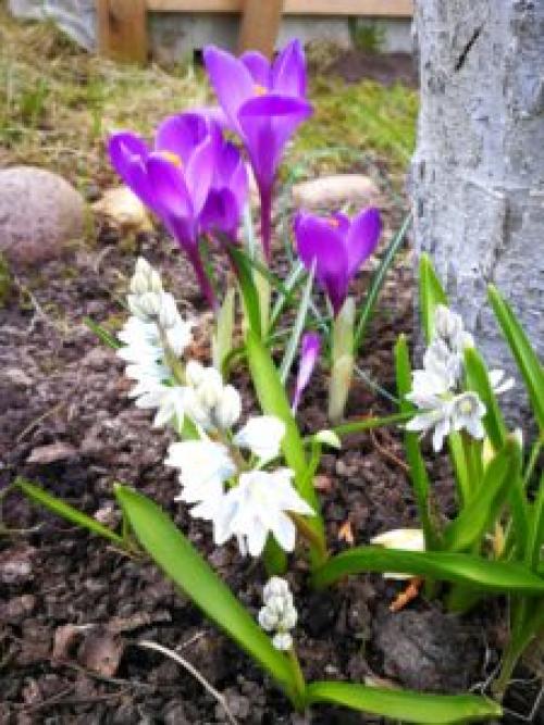 Что посадить под деревьями в саду для красоты. 8 красивых цветов для посадки под деревьями