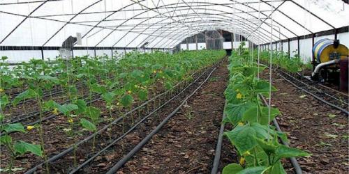 Что сажают в зиму на огороде. Что сажают осенью в саду и огороде