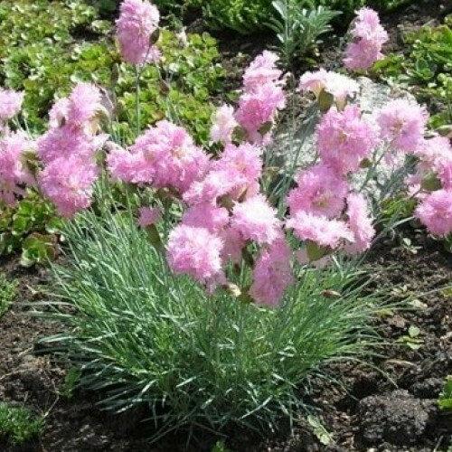 Что посадить на даче, чтобы не ухаживать. Что бы такое посадить, чтобы не ухаживать?