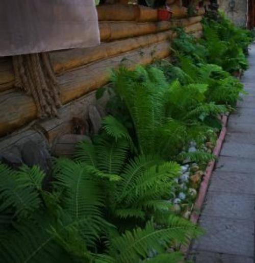 Что посадить под деревьями в саду для красоты. 8 красивых цветов для посадки под деревьями