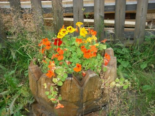 Что посадить на даче, чтобы не ухаживать. Что бы такое посадить, чтобы не ухаживать?